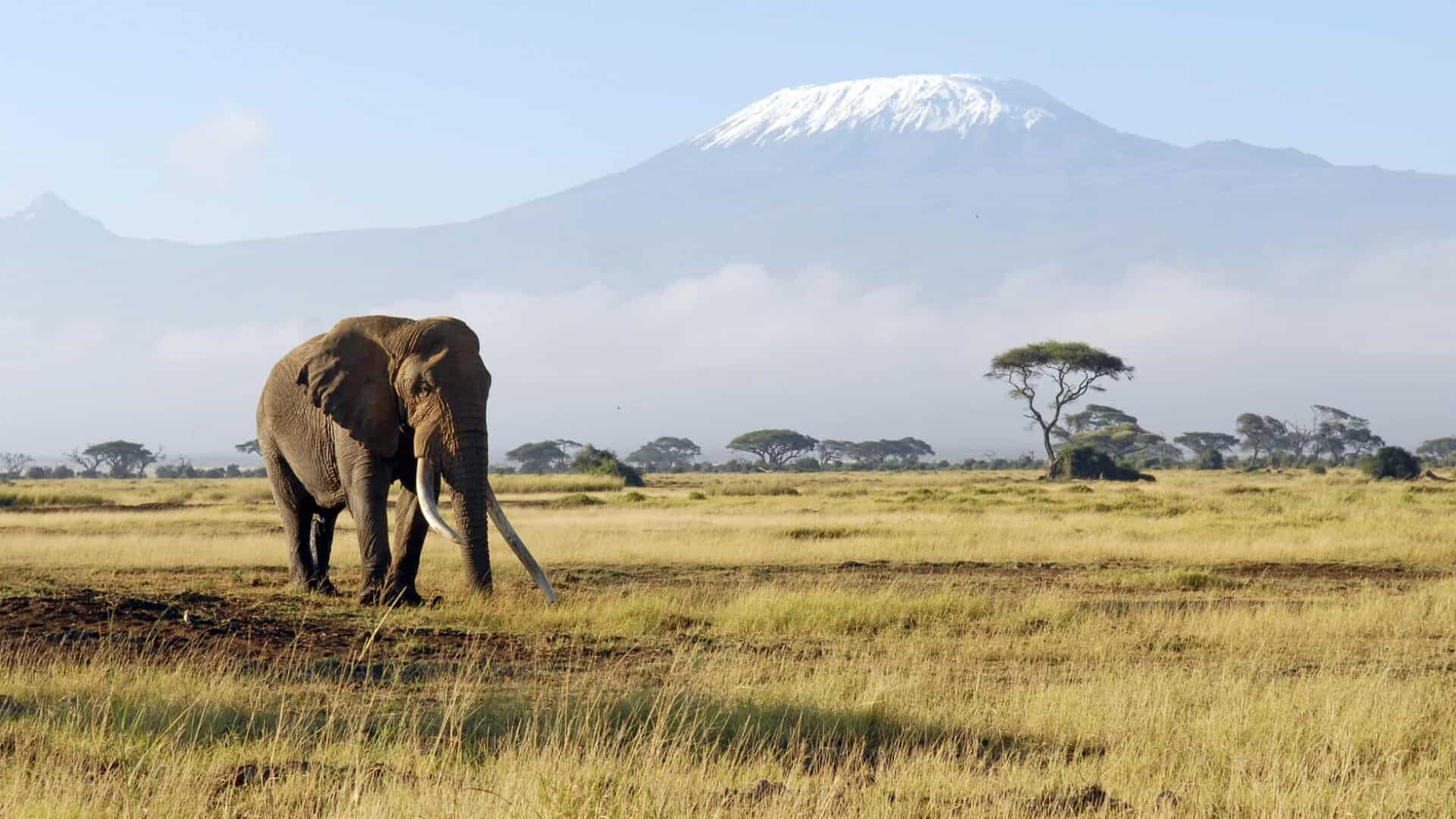 Éléphant à Amboseli avec le Kilimandjaro en arrière-plan
