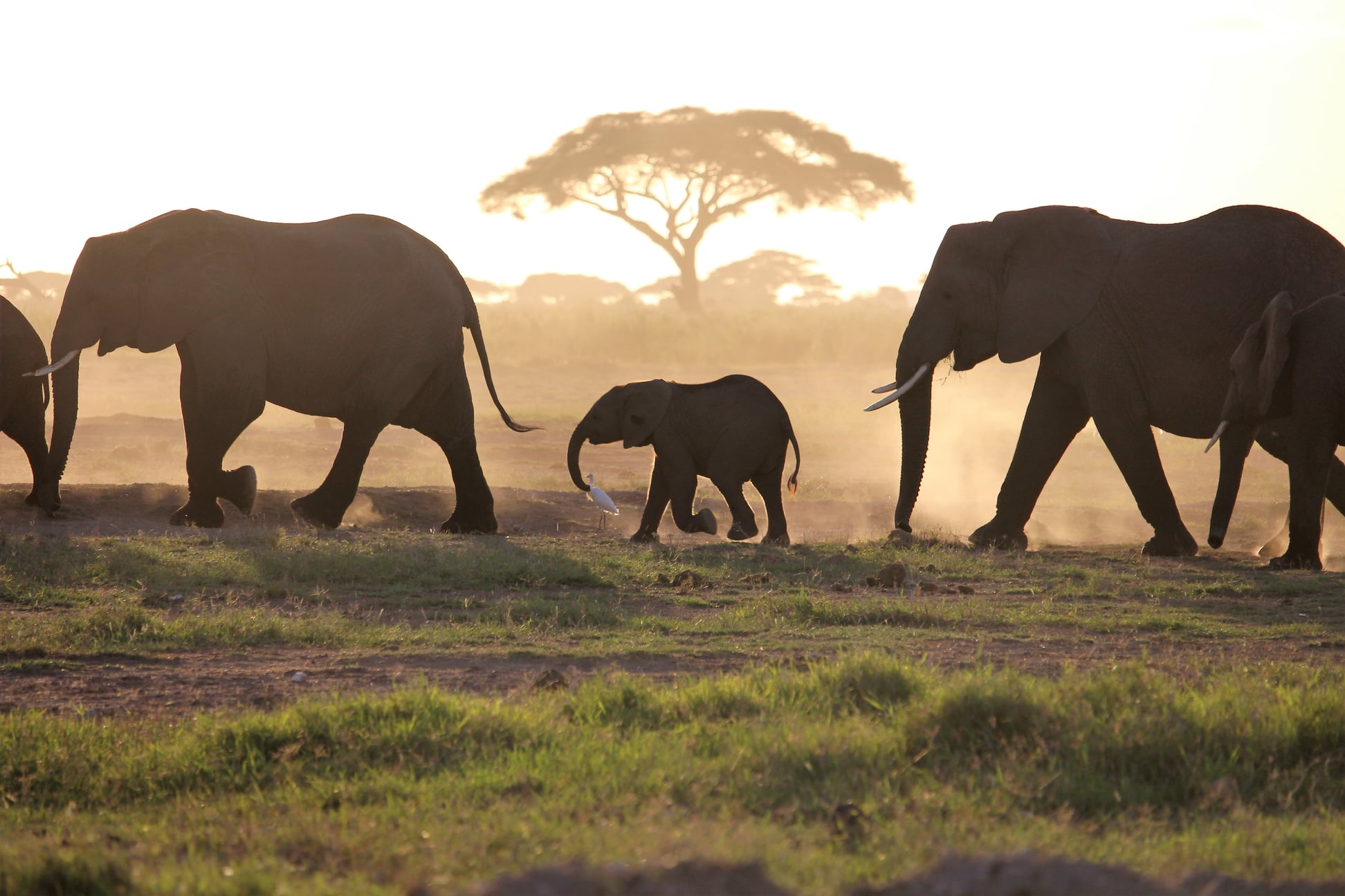 Éléphants dans le parc national d’Amboseli avec le Kilimandjaro